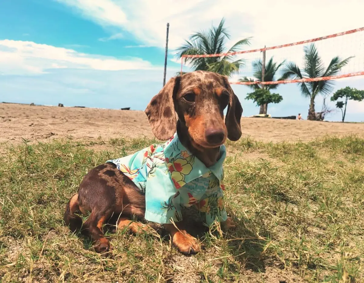 Dackel-Maskottchen der Indio Surf School im Hawaiihemd am Strand von Sámara